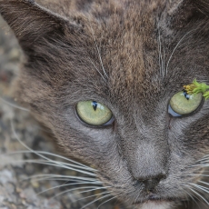 Naminė katė - Felis catus | Fotografas Gintautas Steiblys