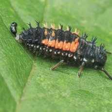Azijinė boružė - Harmonia axyridis, lerva | Fotografas Gintautas Steiblys