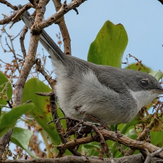 Sardininė juodagalvė devynbalsė - Curruca melanocephala ♀ | Fotografas Gintautas Steiblys