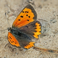 Mažasis auksinukas - Lycaena phlaeas | Fotografas Gintautas Steiblys