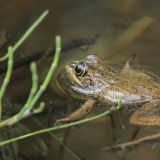 Iberinė varlė - Pelophylax perezi | Fotografas Gintautas Steiblys