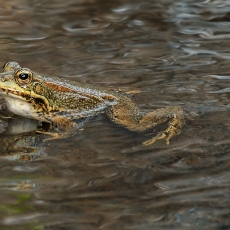 Iberinė varlė - Pelophylax perezi | Fotografas Gintautas Steiblys