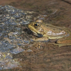 Iberinė varlė - Pelophylax perezi | Fotografas Gintautas Steiblys