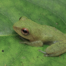 Juostašonė skraidvarlė - Pseudophilautus pleurotaenia | Fotografas Gintautas Steiblys
