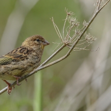 Paprastoji kanarėlė - Serinus canaria, juv. | Fotografas Gintautas Steiblys