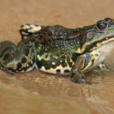 Ežerinė varlė - Pelophylax ridibundus | Fotografas Gintautas Steiblys