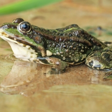 Ežerinė varlė - Pelophylax ridibundus | Fotografas Gintautas Steiblys