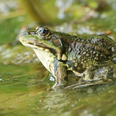 Ežerinė varlė - Pelophylax ridibundus | Fotografas Gintautas Steiblys