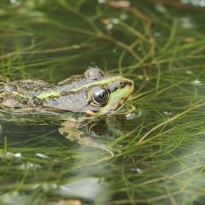 Ežerinė varlė - Pelophylax ridibundus | Fotografas Gintautas Steiblys