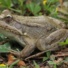Levantinė varlė - Pelophylax bedriagae | Fotografas Gintautas Steiblys