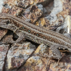 Vakarinis kanarinis driežas - Gallotia galloti ♀ | Fotografas Gintautas Steiblys
