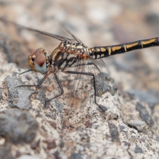 Skėtė - Trithemis arteriosa ♀ | Fotografas Gintautas Steiblys