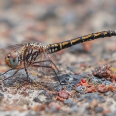 Skėtė - Trithemis arteriosa ♀ | Fotografas Gintautas Steiblys