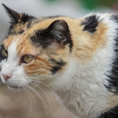 Naminė katė - Felis catus | Fotografas Gintautas Steiblys