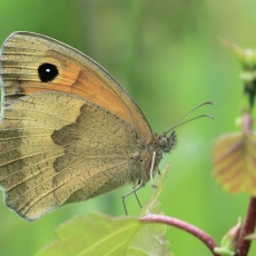 Paprastasis jautakis satyras - Maniola jurtina | Fotografas Gintautas Steiblys