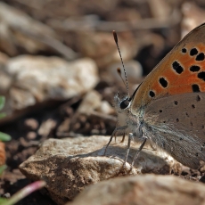 Mažasis auksinukas - Lycaena phlaeas | Fotografas Gintautas Steiblys