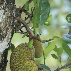 Stambusis duonmedis - Artocarpus heterophyllus | Fotografas Gintautas Steiblys