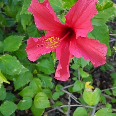 Tikroji kinrožė - Hibiscus × rosa-sinensis | Fotografas Gintautas Steiblys