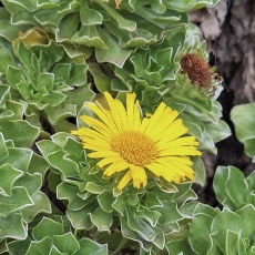 Kanarinė žvaigždėja - Asteriscus sericeus | Fotografas Gintautas Steiblys