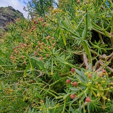 Lamarko karpažolė - Euphorbia lamarckii | Fotografas Gintautas Steiblys