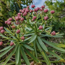 Lamarko karpažolė - Euphorbia lamarckii | Fotografas Gintautas Steiblys