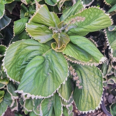 Margoji labravenė - Acalypha wilkesiana 'Hoffmannii' | Fotografas Gintautas Steiblys