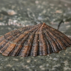 Dubenukė - Patella ordinaria | Fotografas Gintautas Steiblys