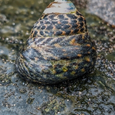 Įbrėžtasis sukutis - Phorcus sauciatus | Fotografas Gintautas Steiblys
