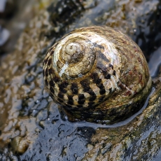 Įbrėžtasis sukutis - Phorcus sauciatus | Fotografas Gintautas Steiblys