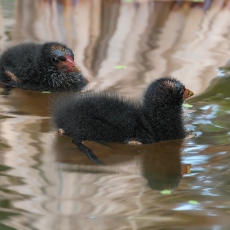 Nenrinės vištelės - Gallinula chloropus, juv. | Fotografas Gintautas Steiblys