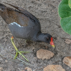 Nenrinė vištelė - Gallinula chloropus | Fotografas Gintautas Steiblys