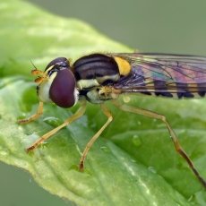Žiedmusė - Sphaerophoria scripta ♀ | Fotografas Gintautas Steiblys