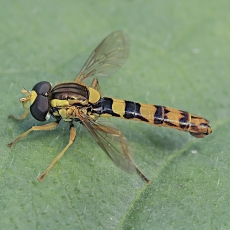 Žiedmusė - Sphaerophoria scripta ♂ | Fotografas Gintautas Steiblys