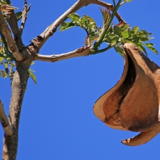 Mėlynasis palisandramedis - Jacaranda mimosifolia | Fotografas Gintautas Steiblys