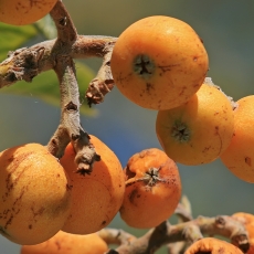 Japoninė lokva - Eriobotrya japonica | Fotografas Gintautas Steiblys