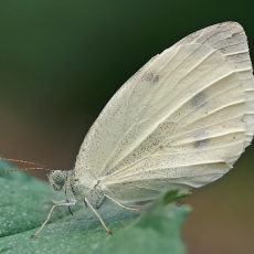Ropinis baltukas - Pieris rapae | Fotografas Gintautas Steiblys