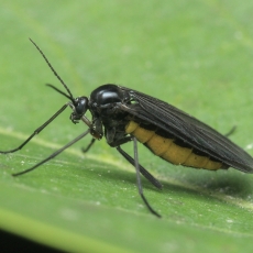 Daiginis uodelis - Sciara sp. | Fotografas Gintautas Steiblys