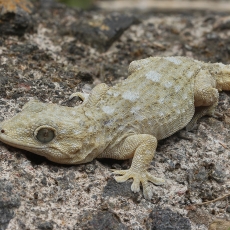 Tenerifinis sieninis gekonas - Tarentola delalandii | Fotografas Gintautas Steiblys