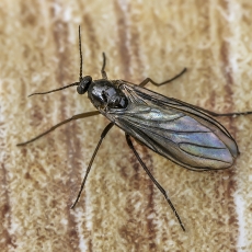Daiginis uodelis - Sciara sp. | Fotografas Gintautas Steiblys