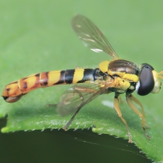 Žiedmusė - Sphaerophoria scripta ♂ | Fotografas Gintautas Steiblys