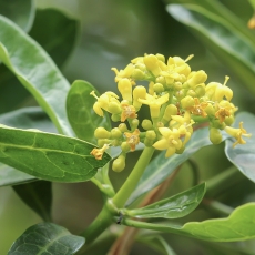 Kapinė psichotrija - Psychotria capensis | Fotografas Gintautas Steiblys