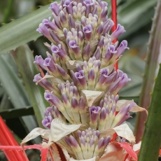 Bromelija - Bromelia antiacantha | Fotografas Gintautas Steiblys