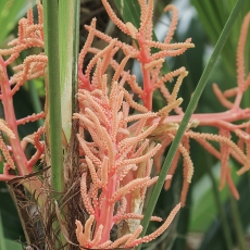 Aukštoji rapipalmė - Rhapis excelsa | Fotografas Gintautas Steiblys
