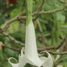 Aukštoji brugmansija - Brugmansia arborea | Fotografas Gintautas Steiblys