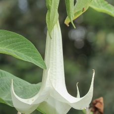 Aukštoji brugmansija - Brugmansia arborea | Fotografas Gintautas Steiblys