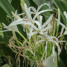 Krinas - Crinum pedunculatum | Fotografas Gintautas Steiblys