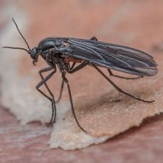 Daiginis uodelis - Sciara sp. | Fotografas Gintautas Steiblys
