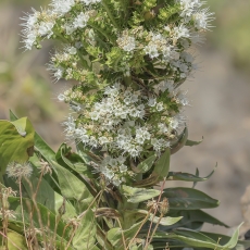 Tikrasis ežeinis - Echium simplex | Fotografas Gintautas Steiblys