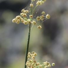 Viksvameldis - Scirpoides holoschoenus | Fotografas Gintautas Steiblys