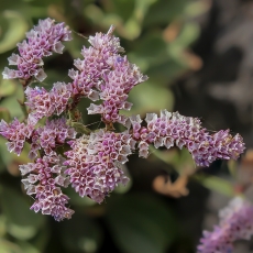 Kermėkas - Limonium pectinatum | Fotografas Gintautas Steiblys